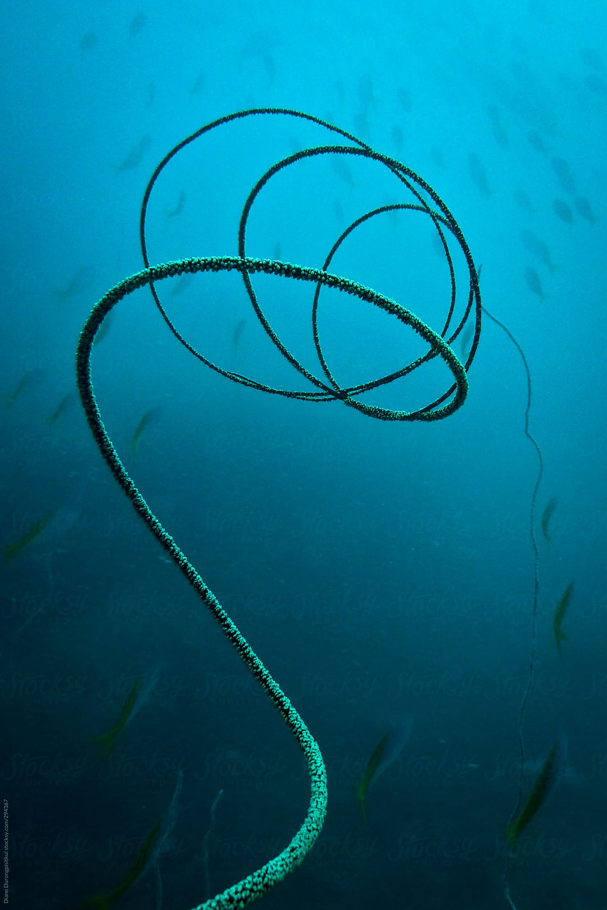 Sea Spiral