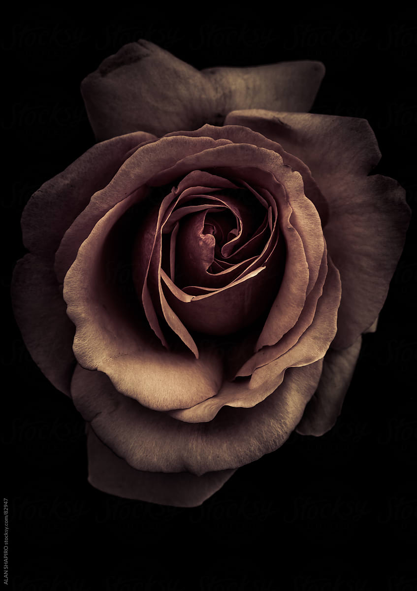 Rose in monochrome