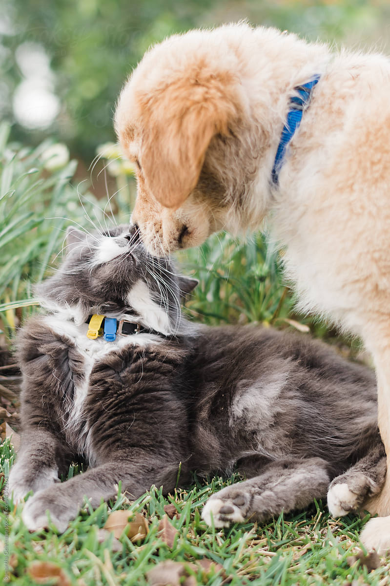 golden retriever puppy meets cat