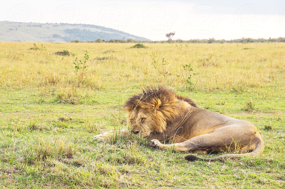 Lion King sleeping