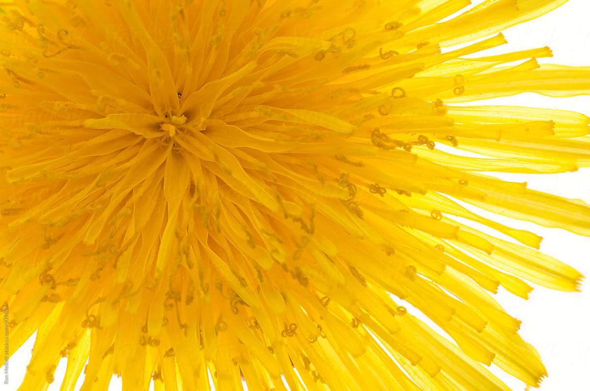 closeup macro micro abstract of dandelion blossom flower