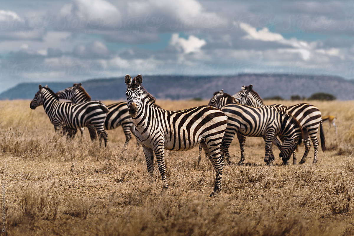 zebras grazing tanzanian