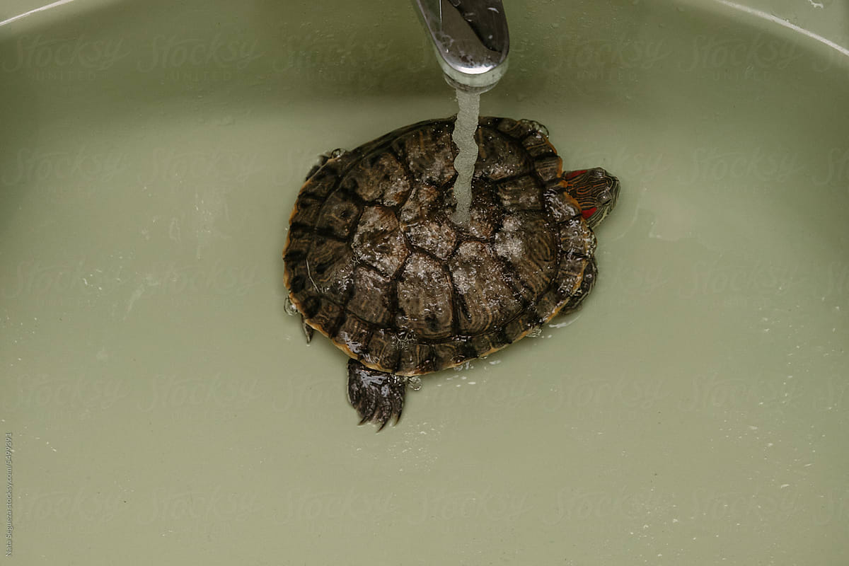 Washing the red-eared turtle in the sink