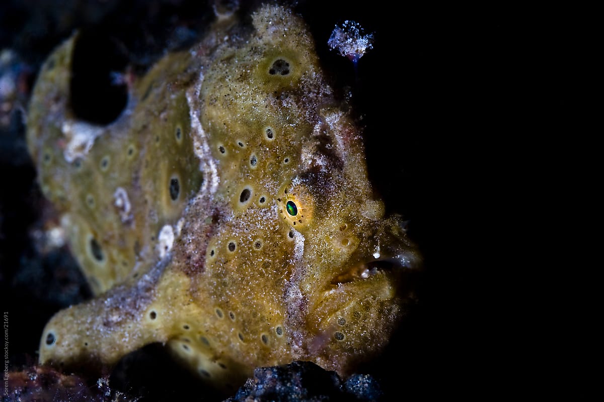 Brown Frog fish swimming on the coral reef  underwater in Malaysia