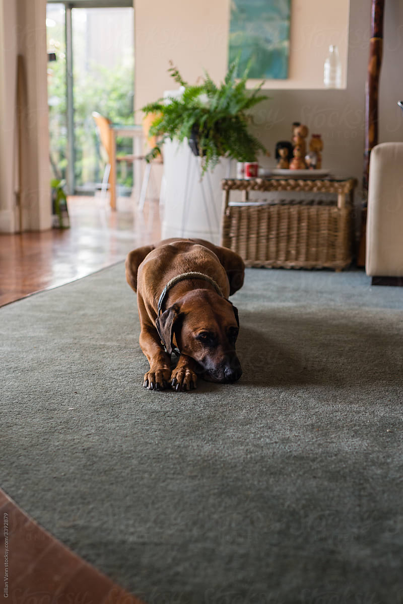 sad dog on carpet