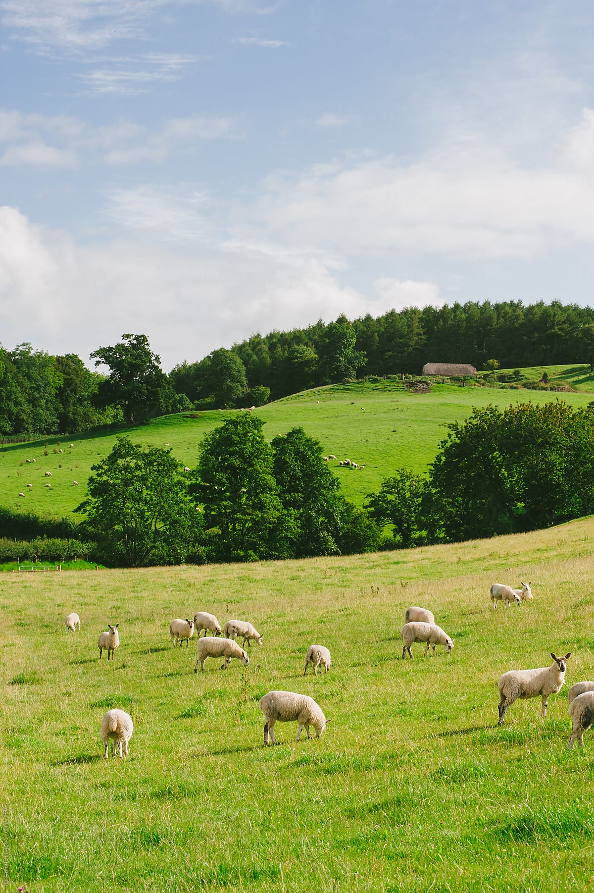 Sheep grazing in Wales