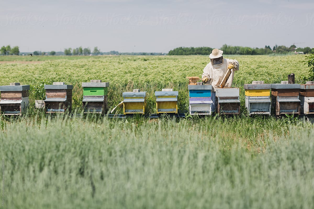 Farmer harvesting honey