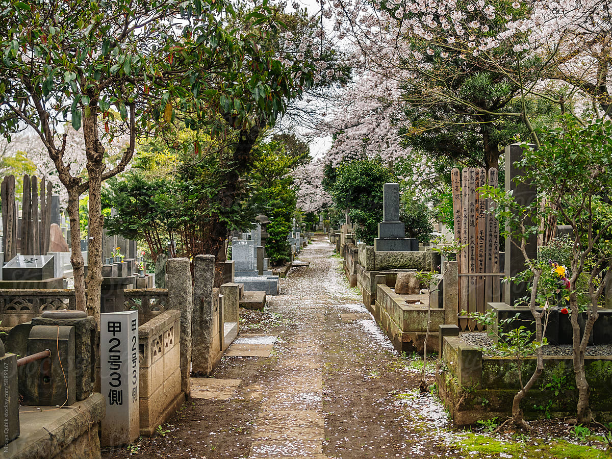 View of beautiful cemetery during the cherry blossom season in tokyo