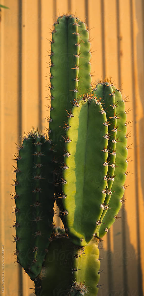Cactus in dry season