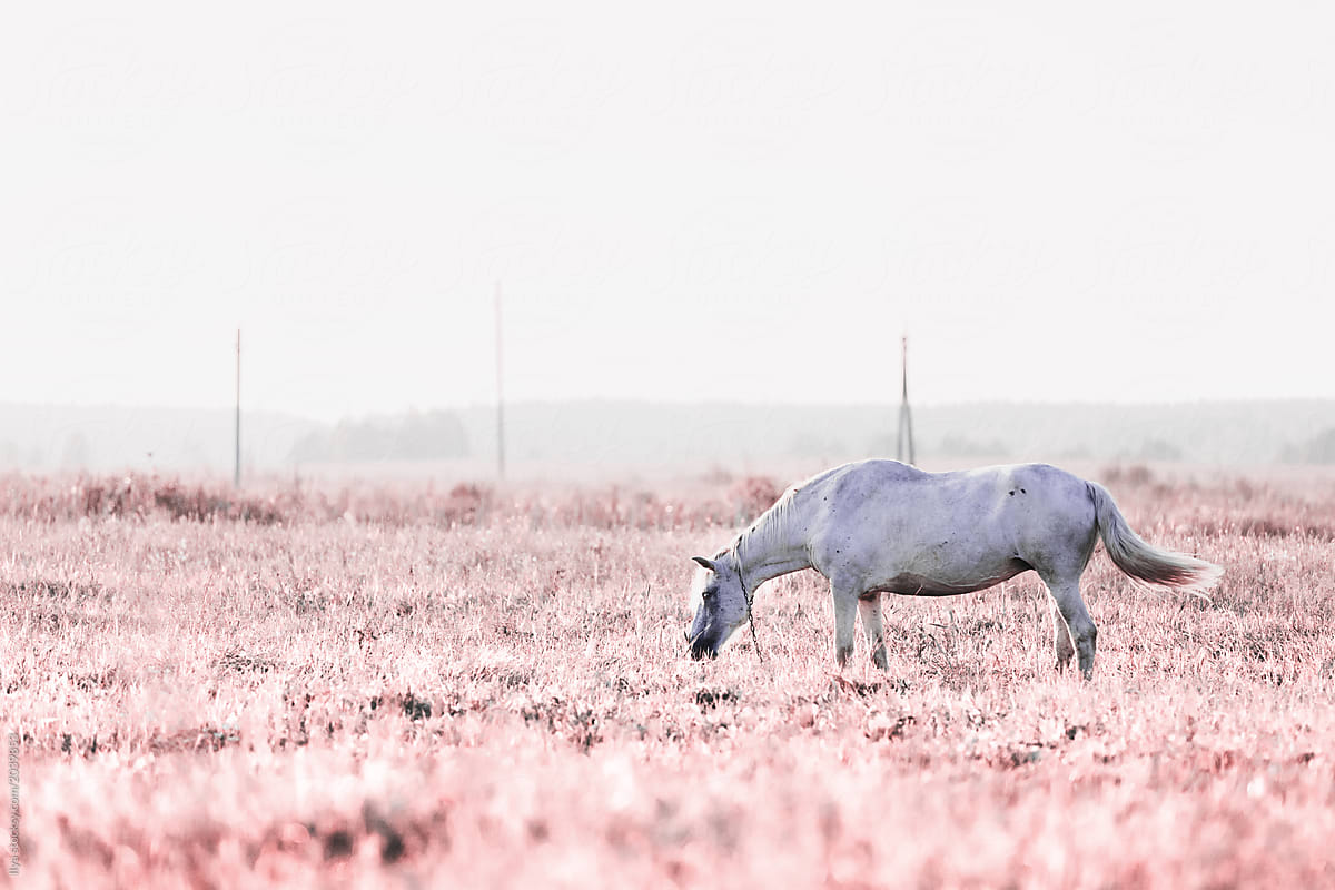Infrared: Horse grazing in farm meadow field nature