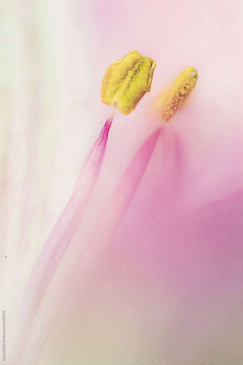 Extreme close up of Alstroemeria (Lily of the Incas) pistils inside pink flower