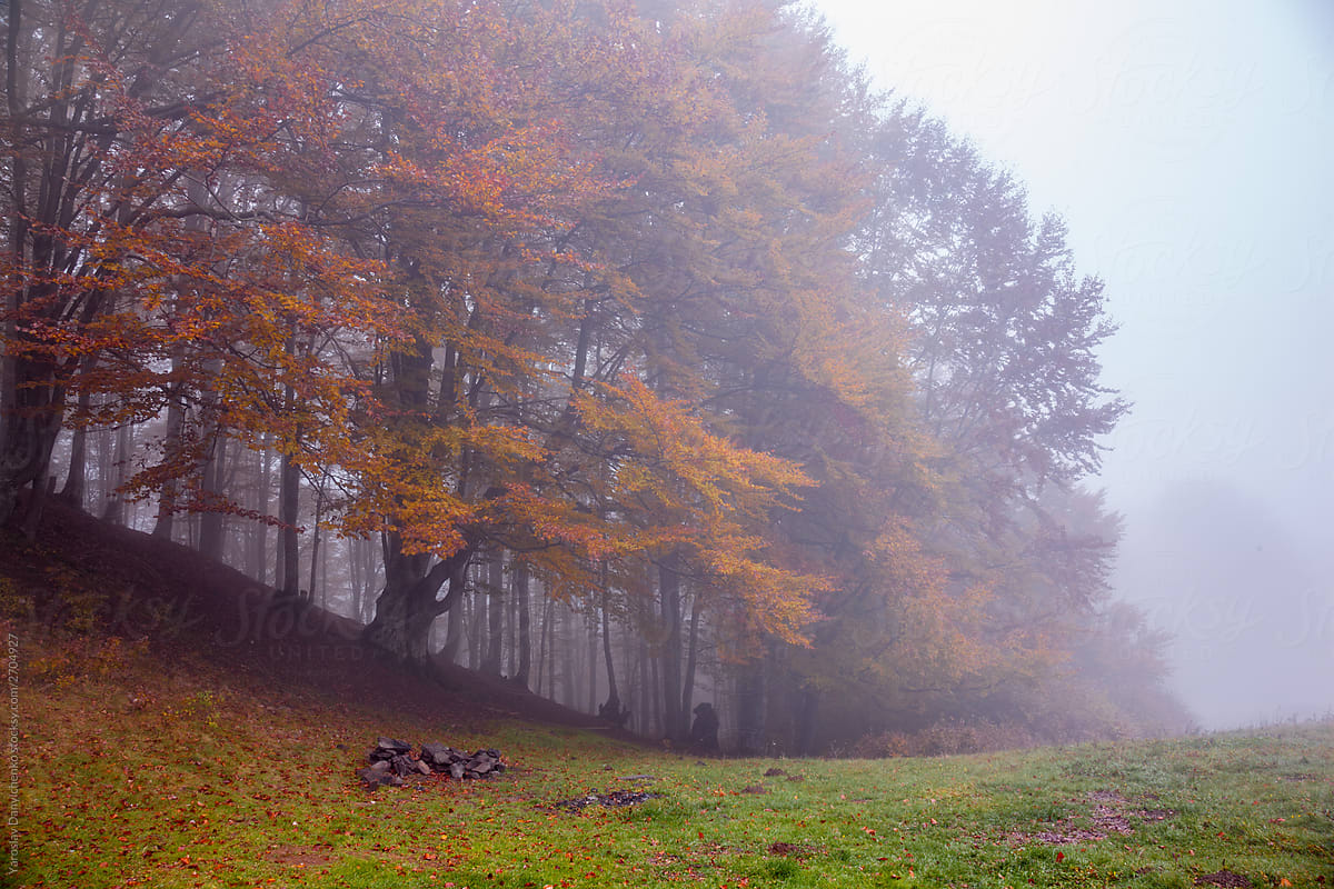 Foggy day in a fall forest.