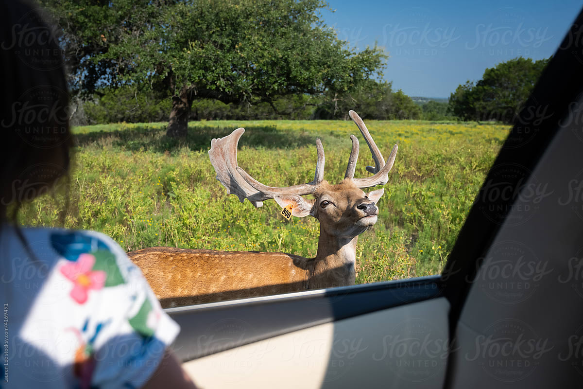 Child watching deer in driving safari