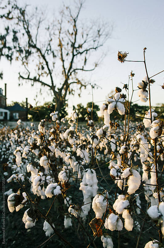 Cotton Field in Winter