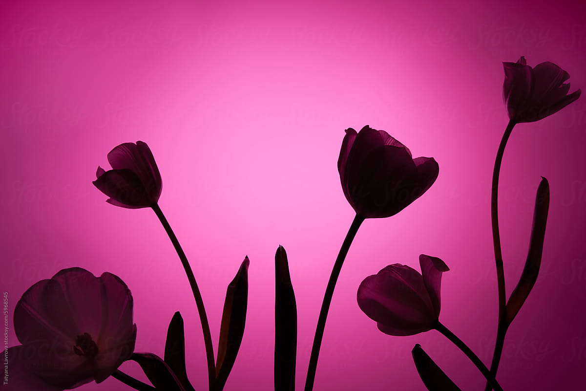 Elegant tulip flowers silhouettes against purple backdrop. Studio shot