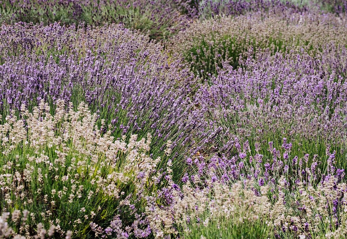 Detail of Lavender plants in a garden. Norfolk, UK.