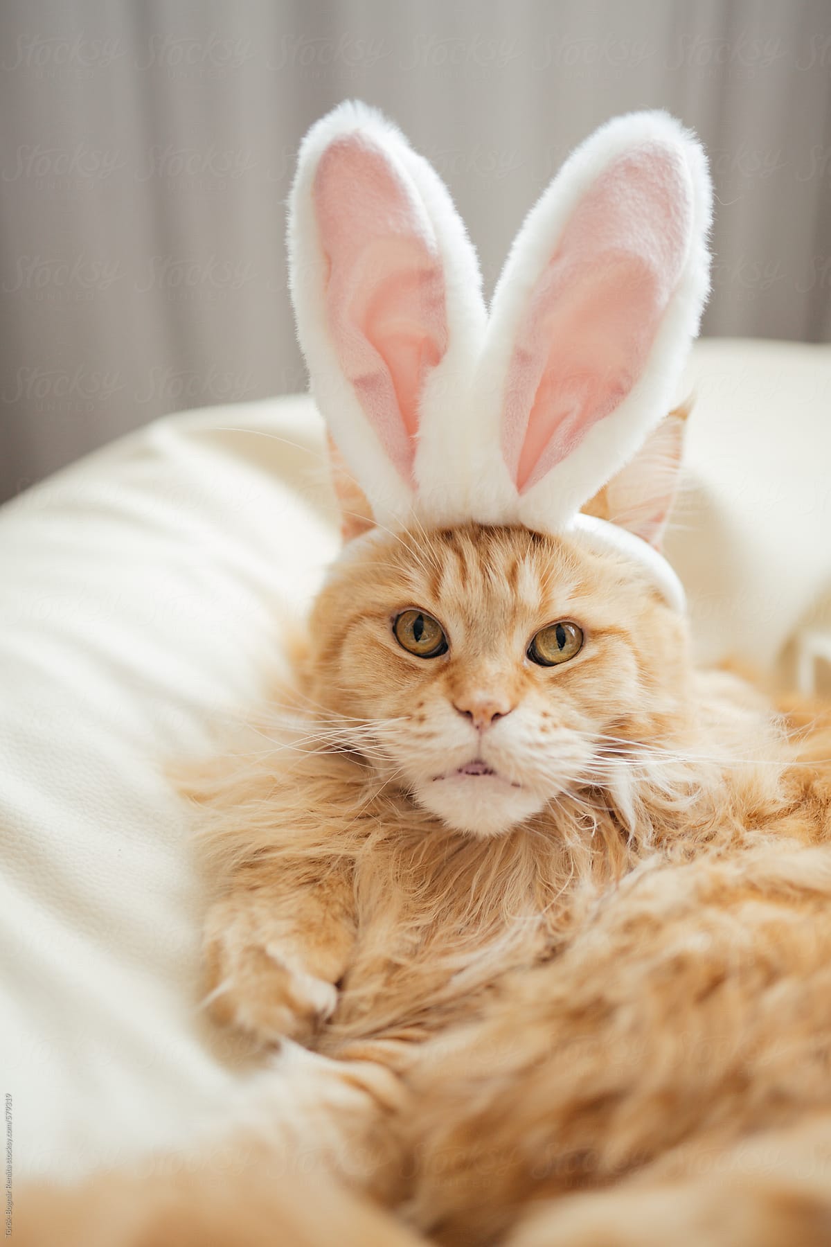 Red haired maine coon cat with rabbit ears