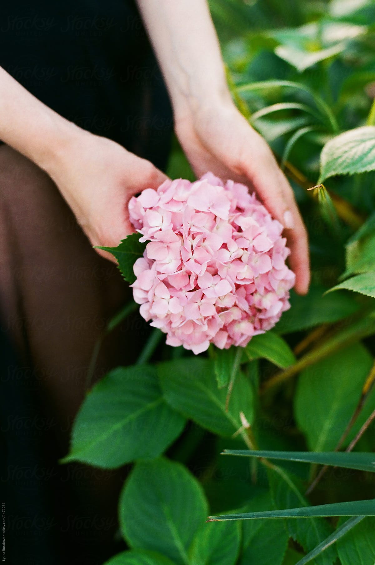 Woman holding hydrangea flower