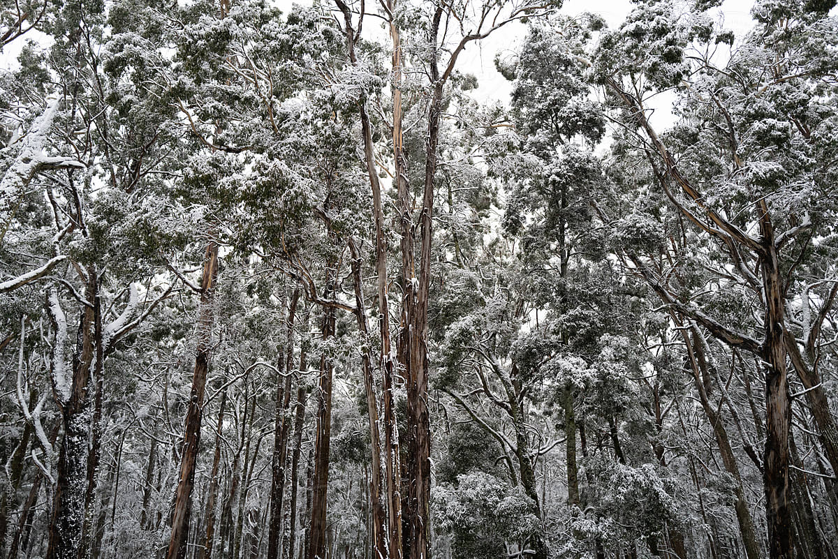 Australian Gum Trees covered in unexpected snowfall after Arctic weather conditions