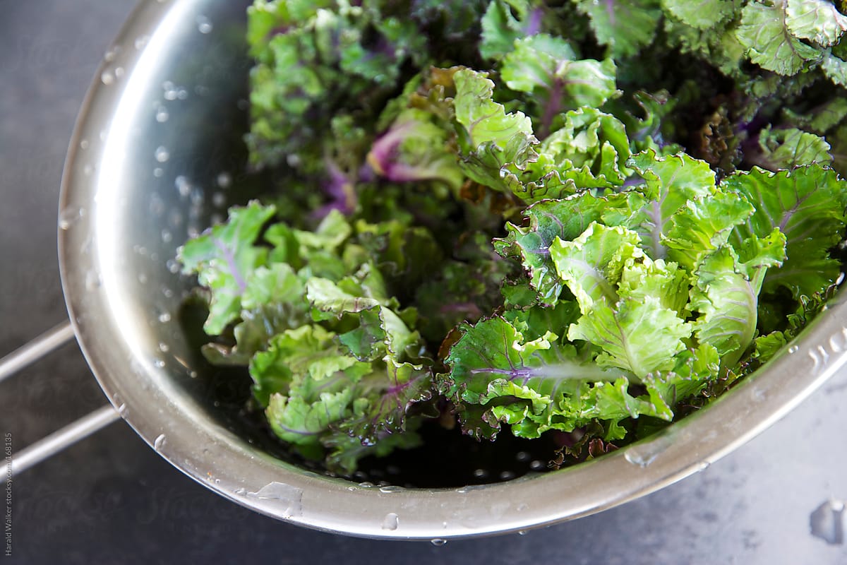 Washed Kale-Sprouts