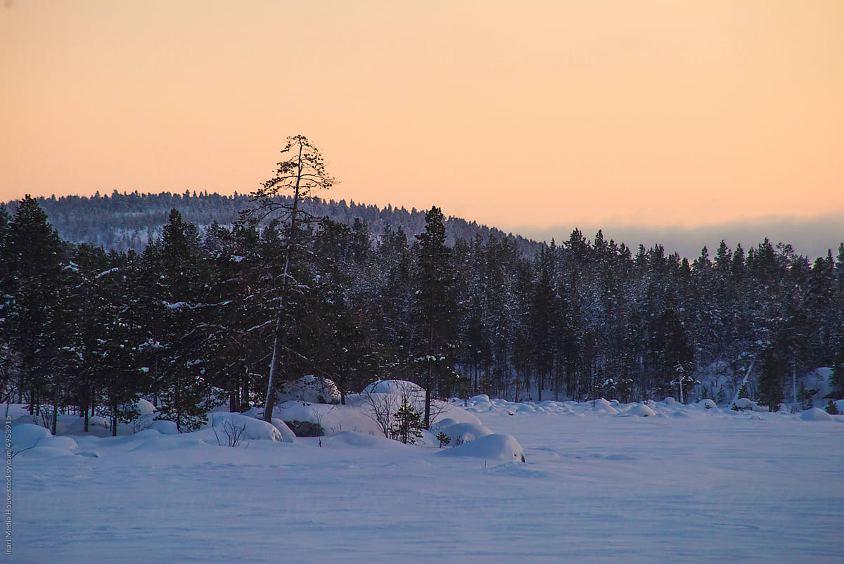 Boreal Forests In the Winter Create an Almost Mythical Atmosphere