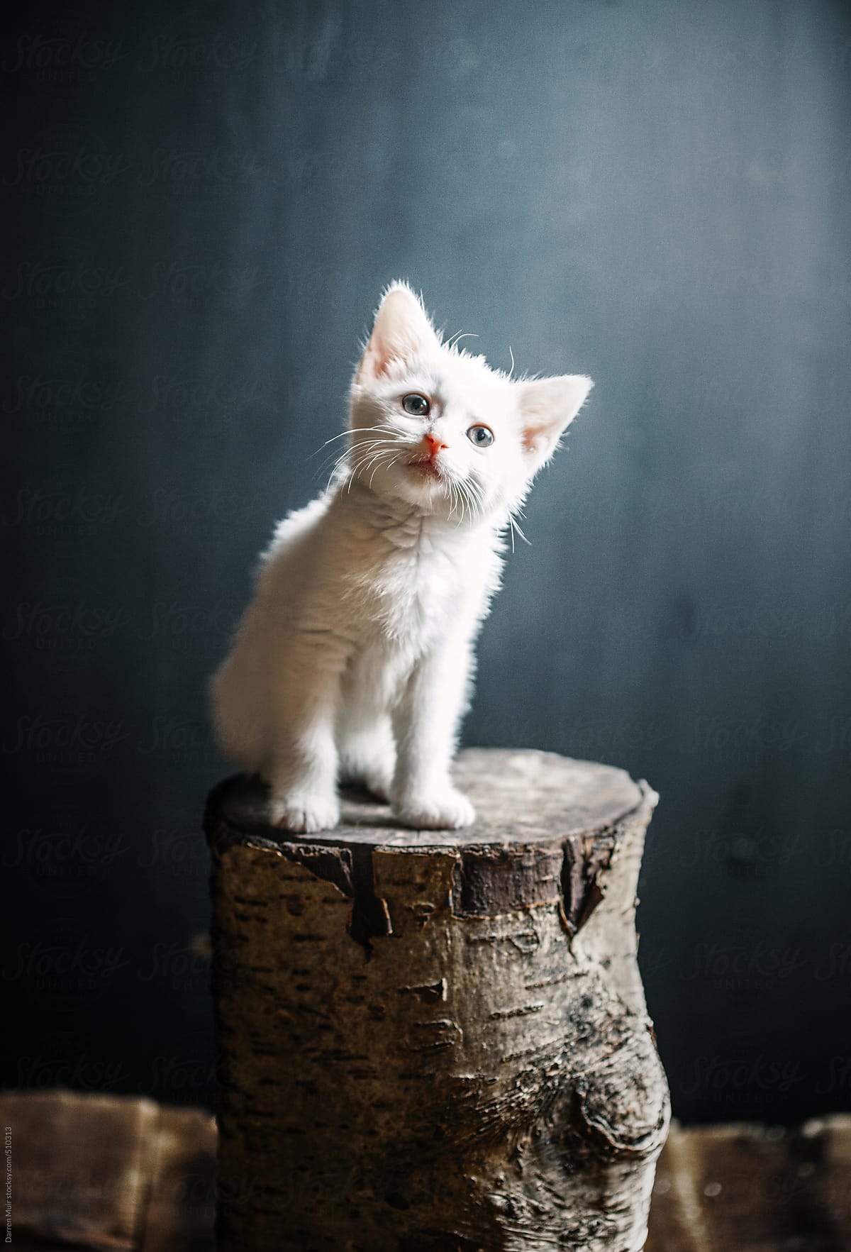 Kitten on scratch post.