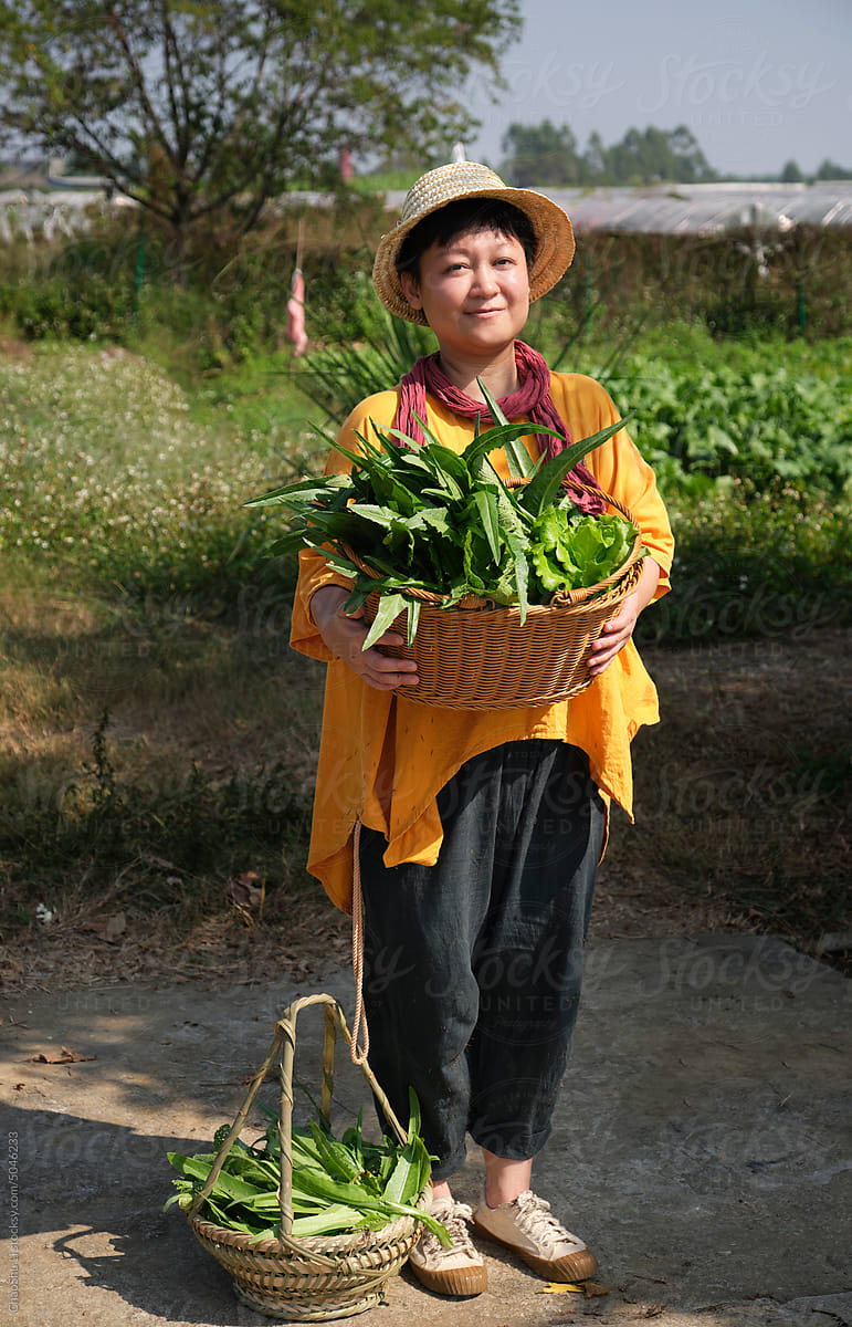 Asian woman, picking vegetables in the vegetable field