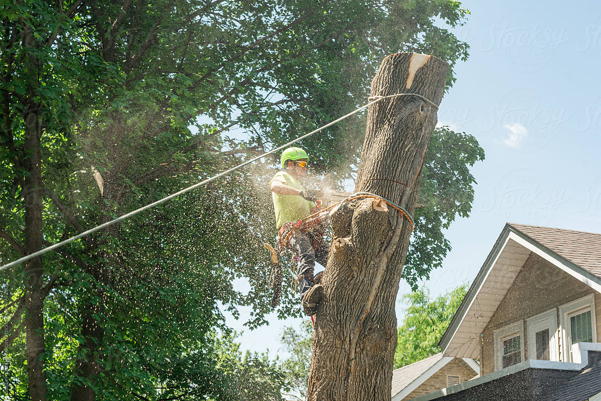 Tree service worker cutting a trunk