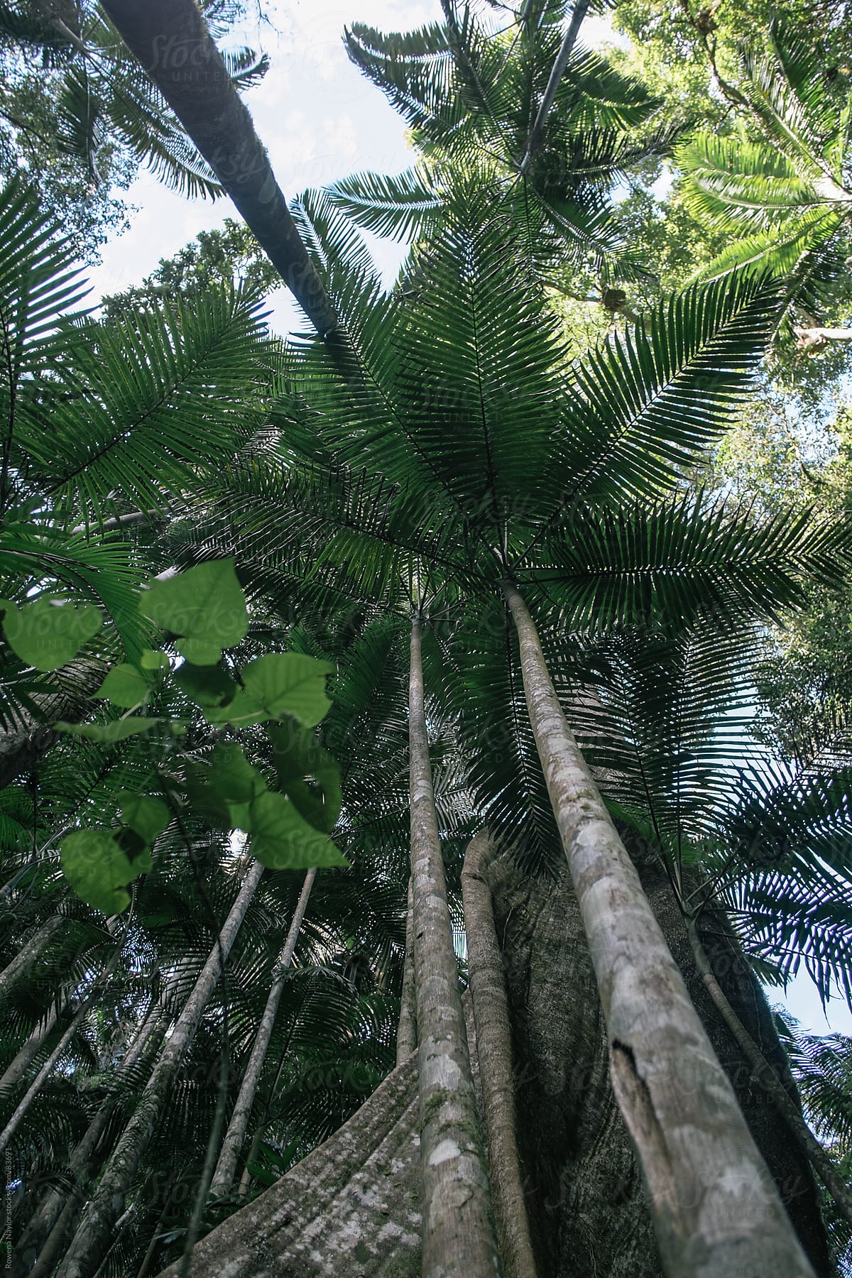 Tall Palms in natural rainforest