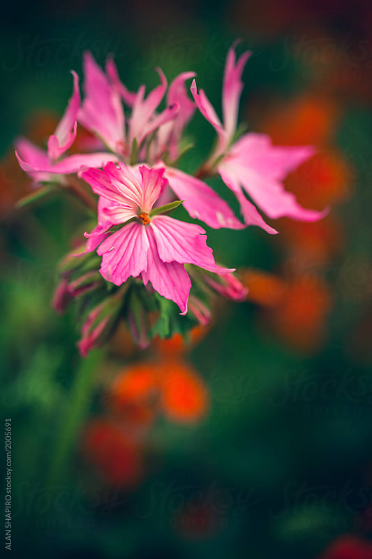 pink geraniums
