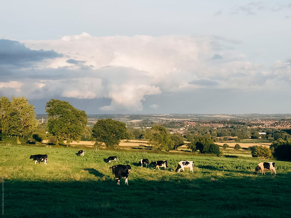 Cows grazing at sunset. Chesterfield, Derbyshire, UK.