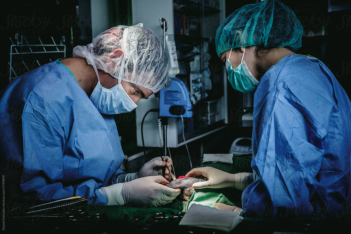 Team of man and woman vet surgeons operating dog wound