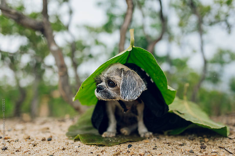 A cute puppy under a leaf for cover to the rain