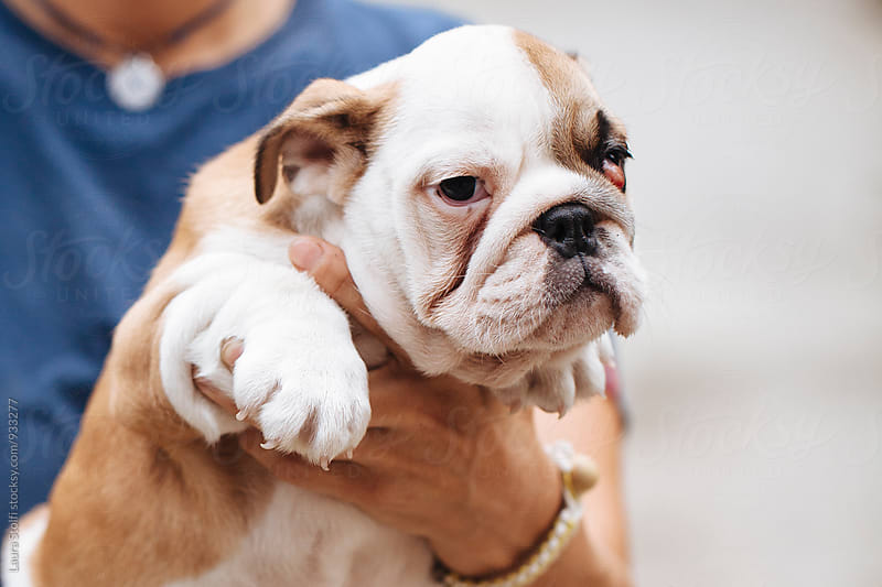 Extreme close up of eye sick french bulldog in woman\'s hands