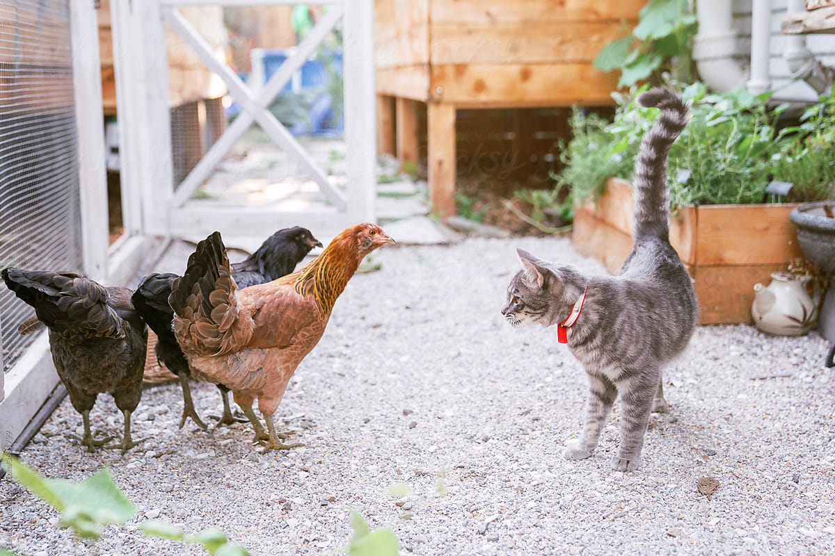 urban farm cat and chicken friends