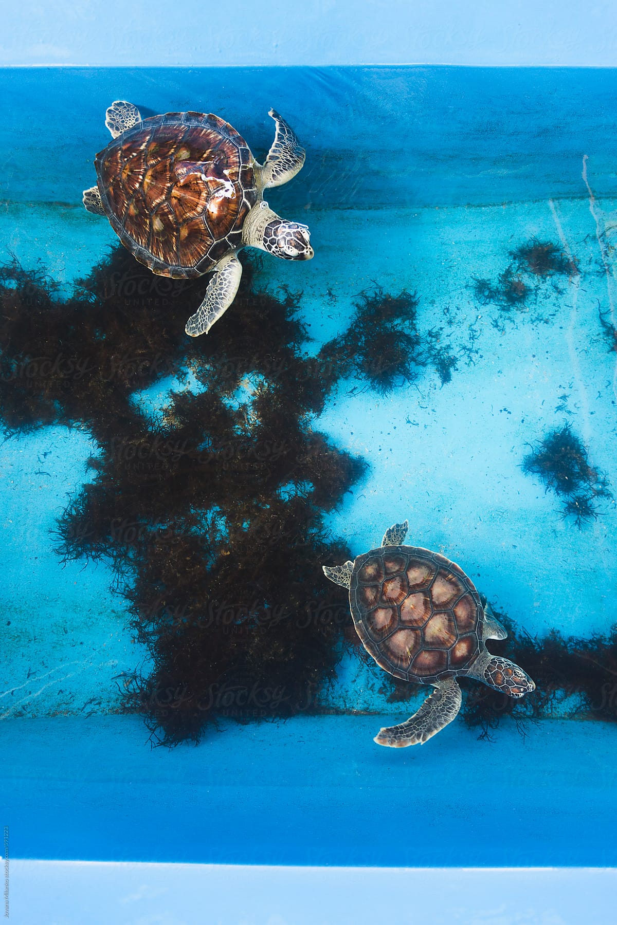 Two sea turtles inside of an water tank