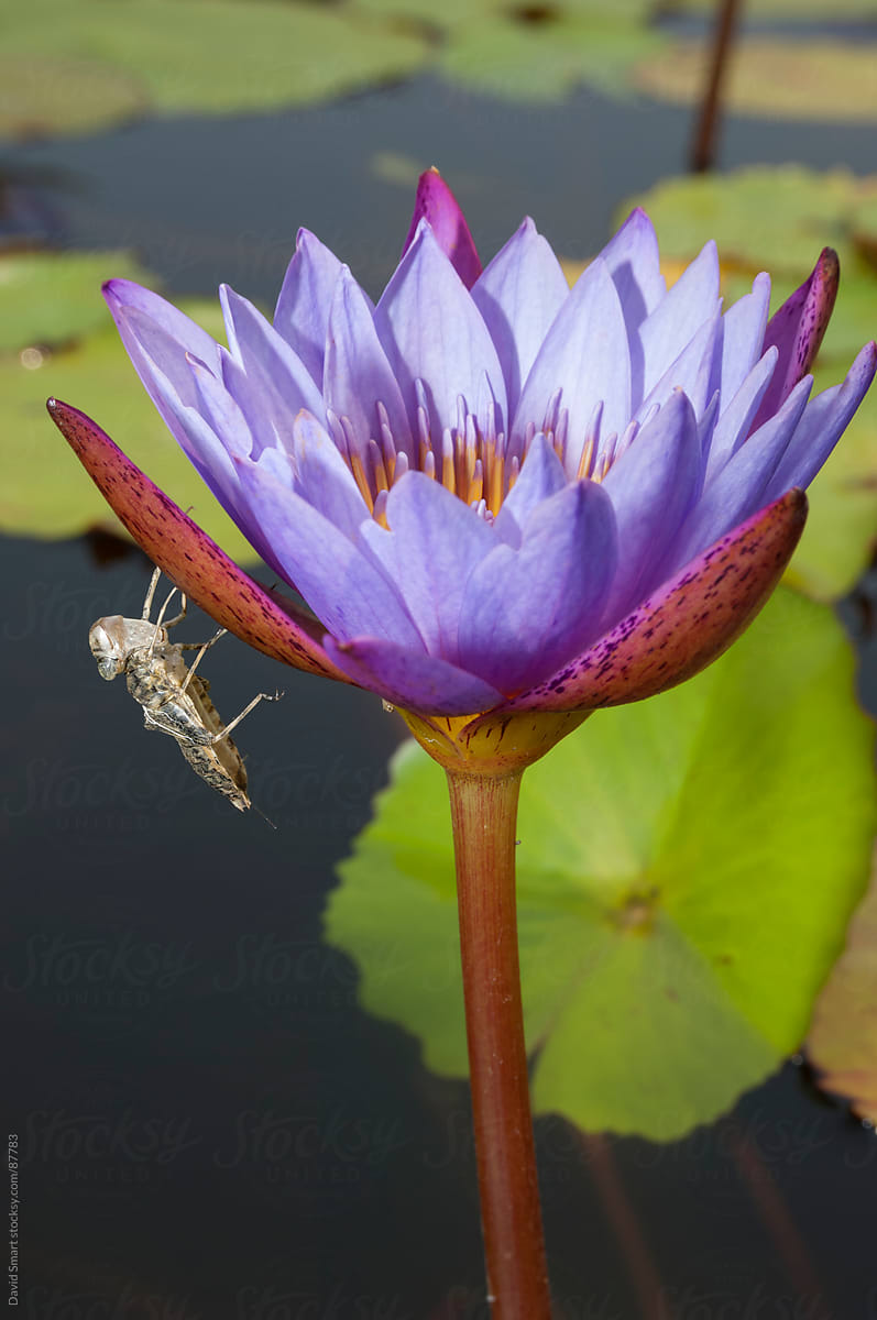 Dragonfly exuvia on a waterlily flower