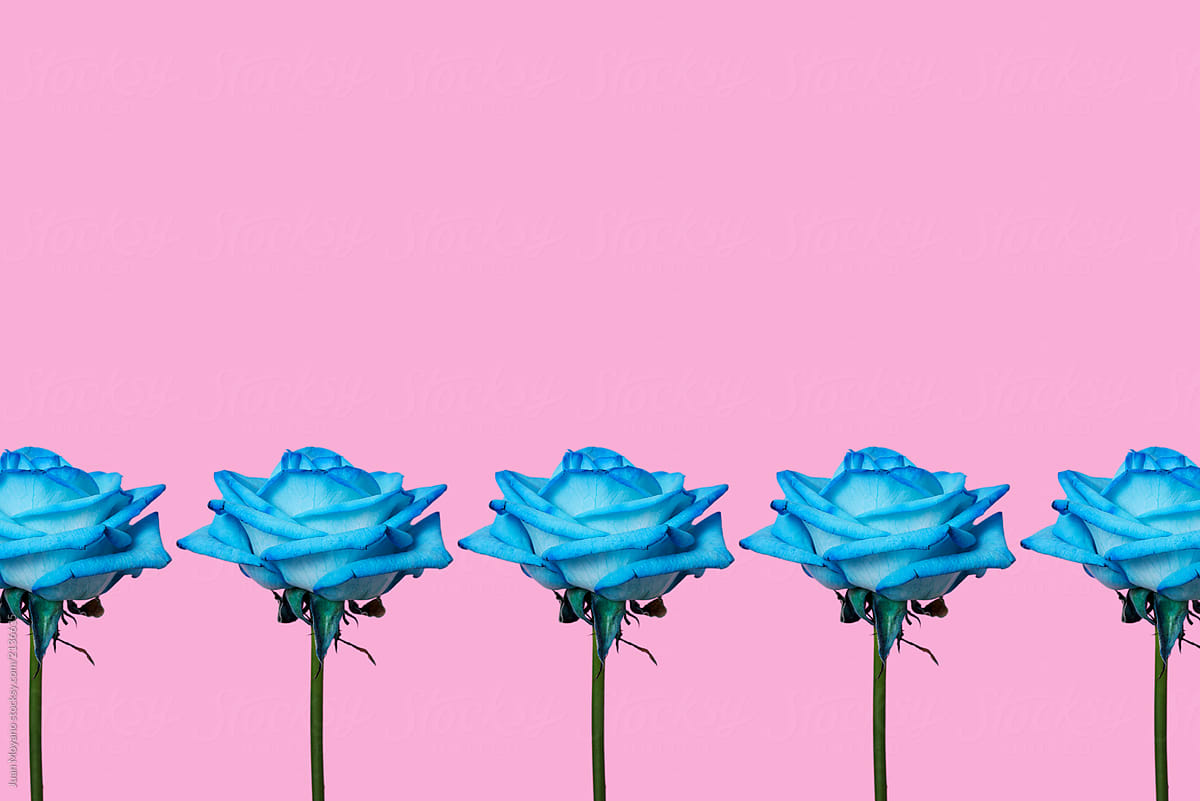 five blue roses