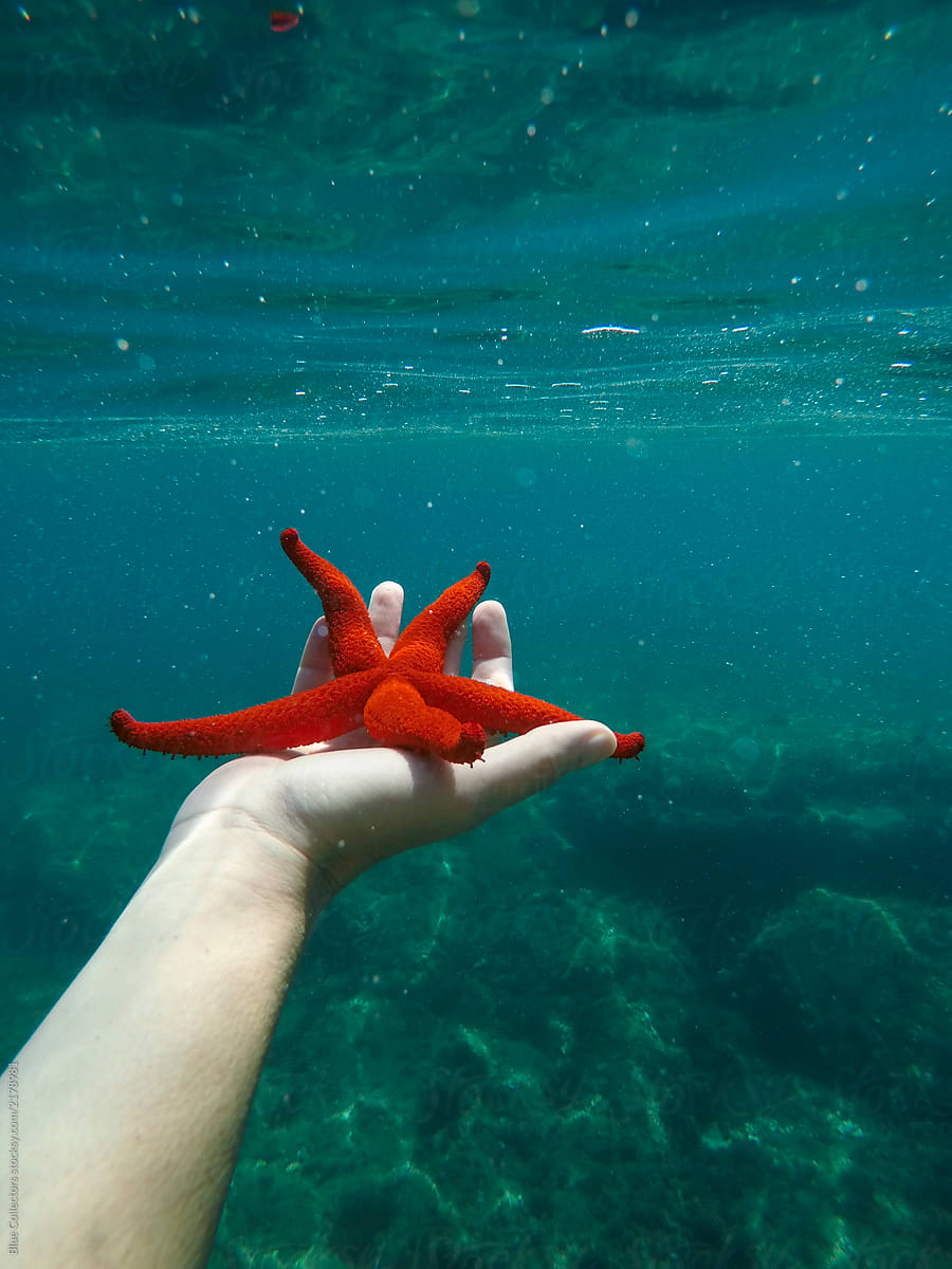 hand Holding a red Starfish Swimming Underwater of the sea