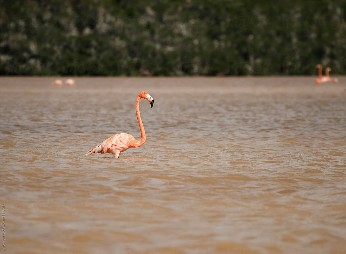 Pink flamingo in water