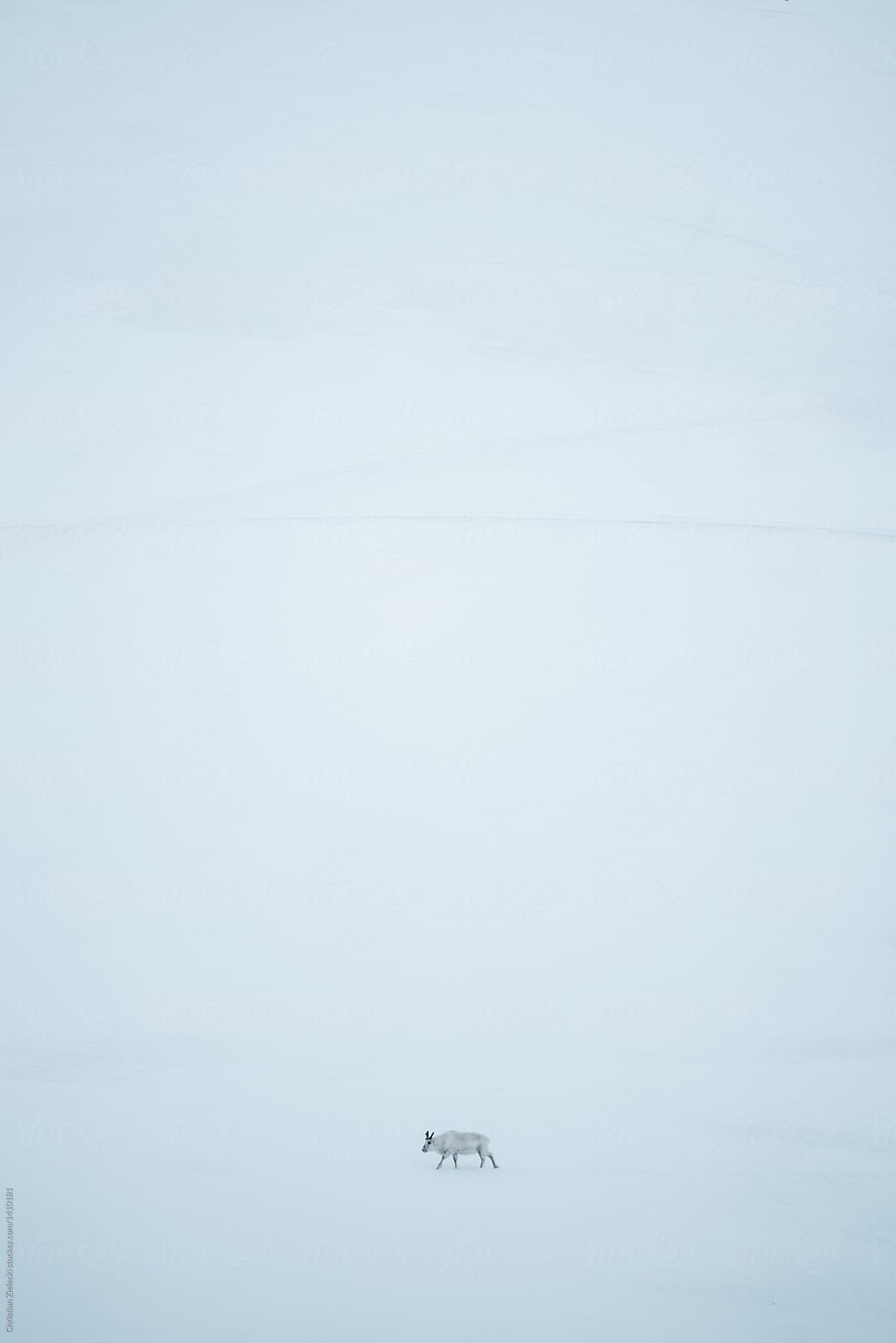 Lonely reindeer walking in snowy terrain