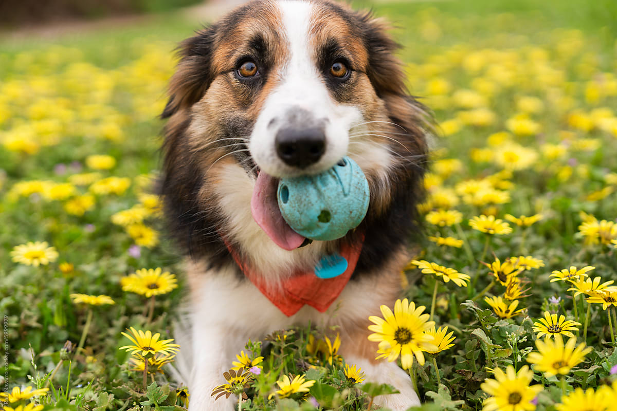 Happy dog playing with ball in flower field