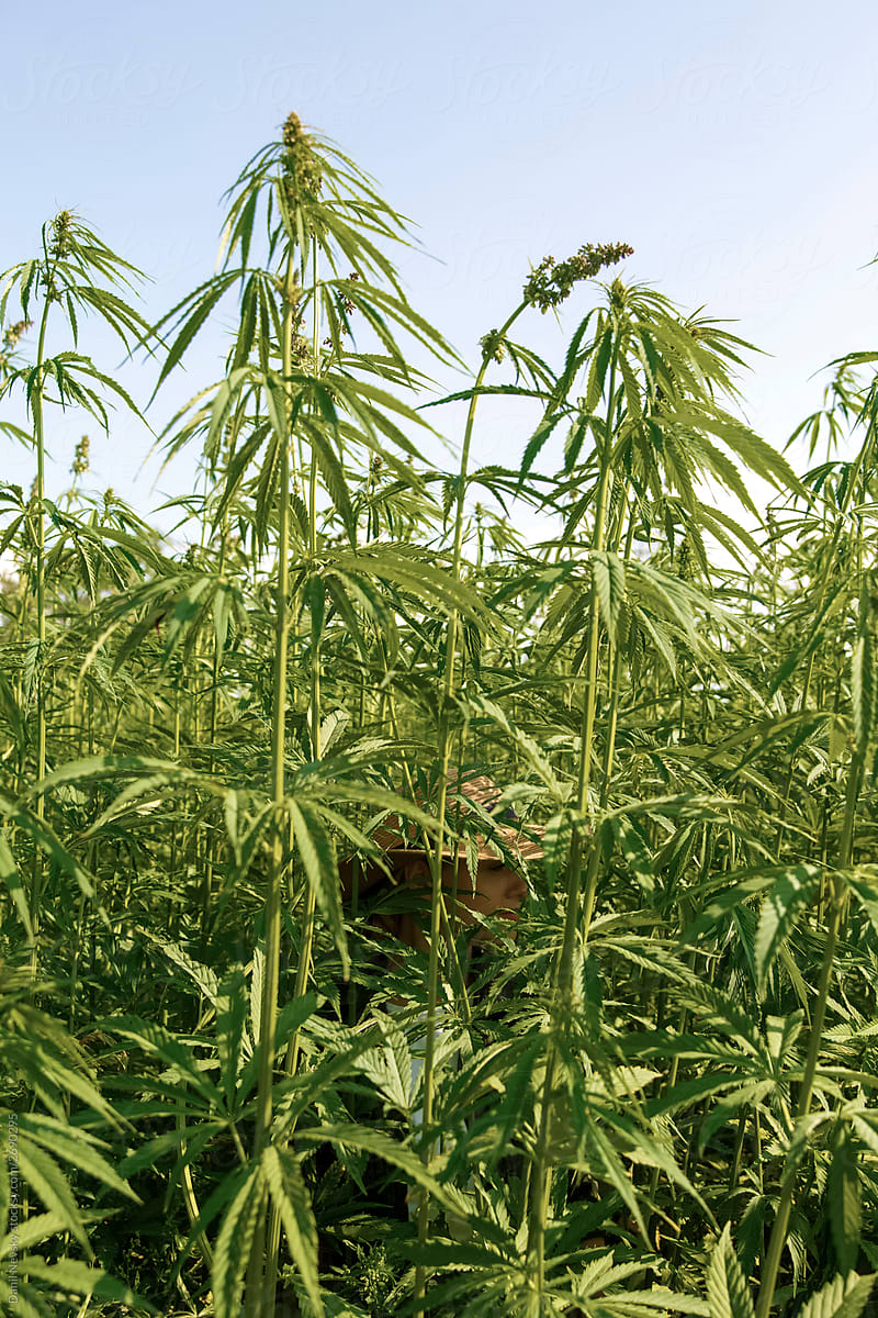 Green plantation of cannabis