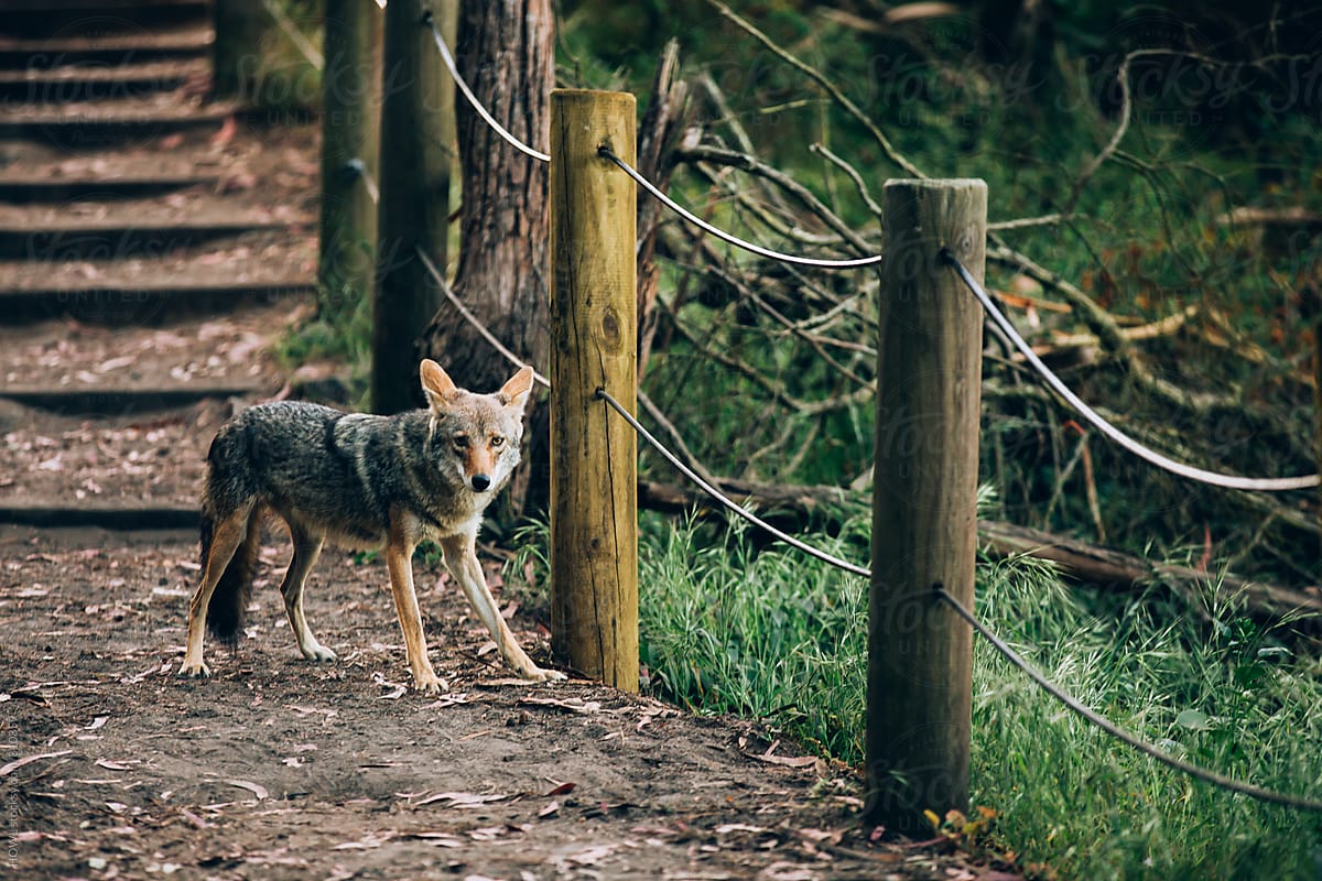 A coyote stops in the middle of a hikers trail