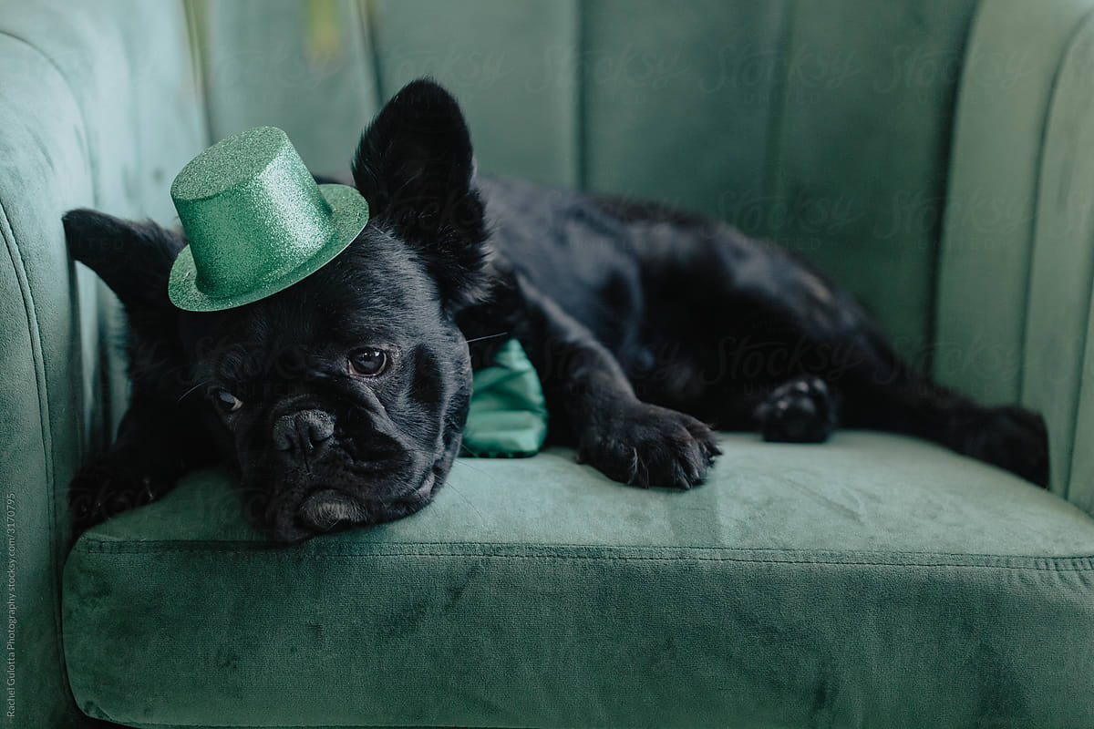 A French Bulldog Puppy (Dog) Sits on a Chair Wearing a Hat and Bowtie for St. Patrick\'s Day