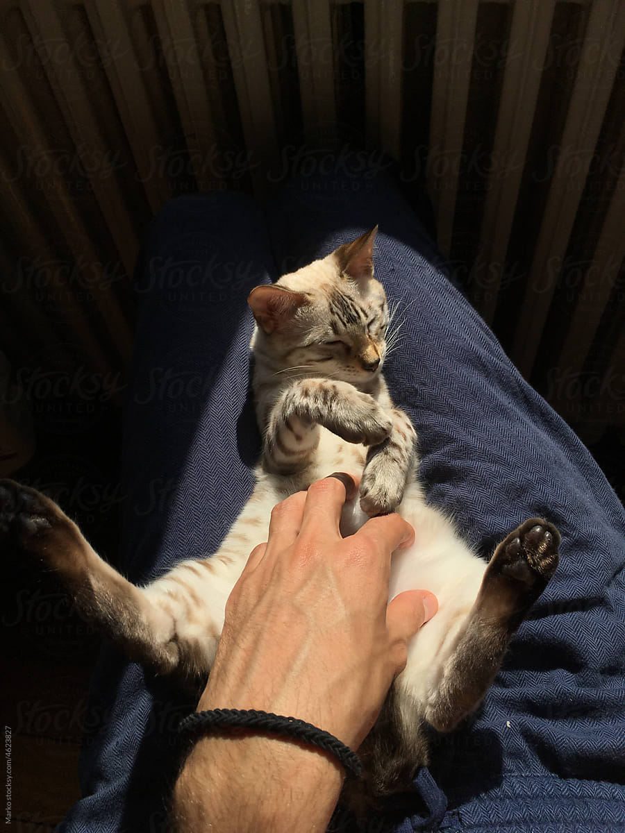 Bengal cat in man lap cuddling / UGC