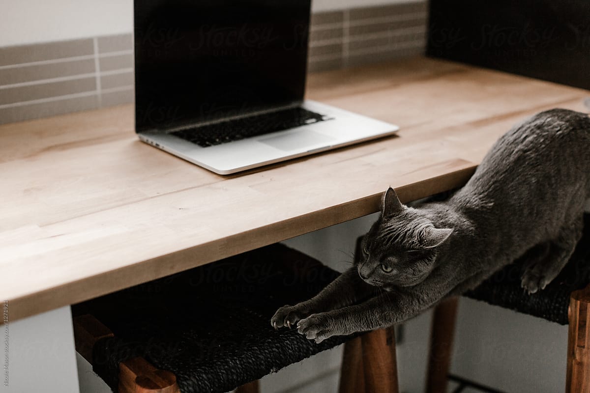 cat stretching on stools in front of laptop at desk