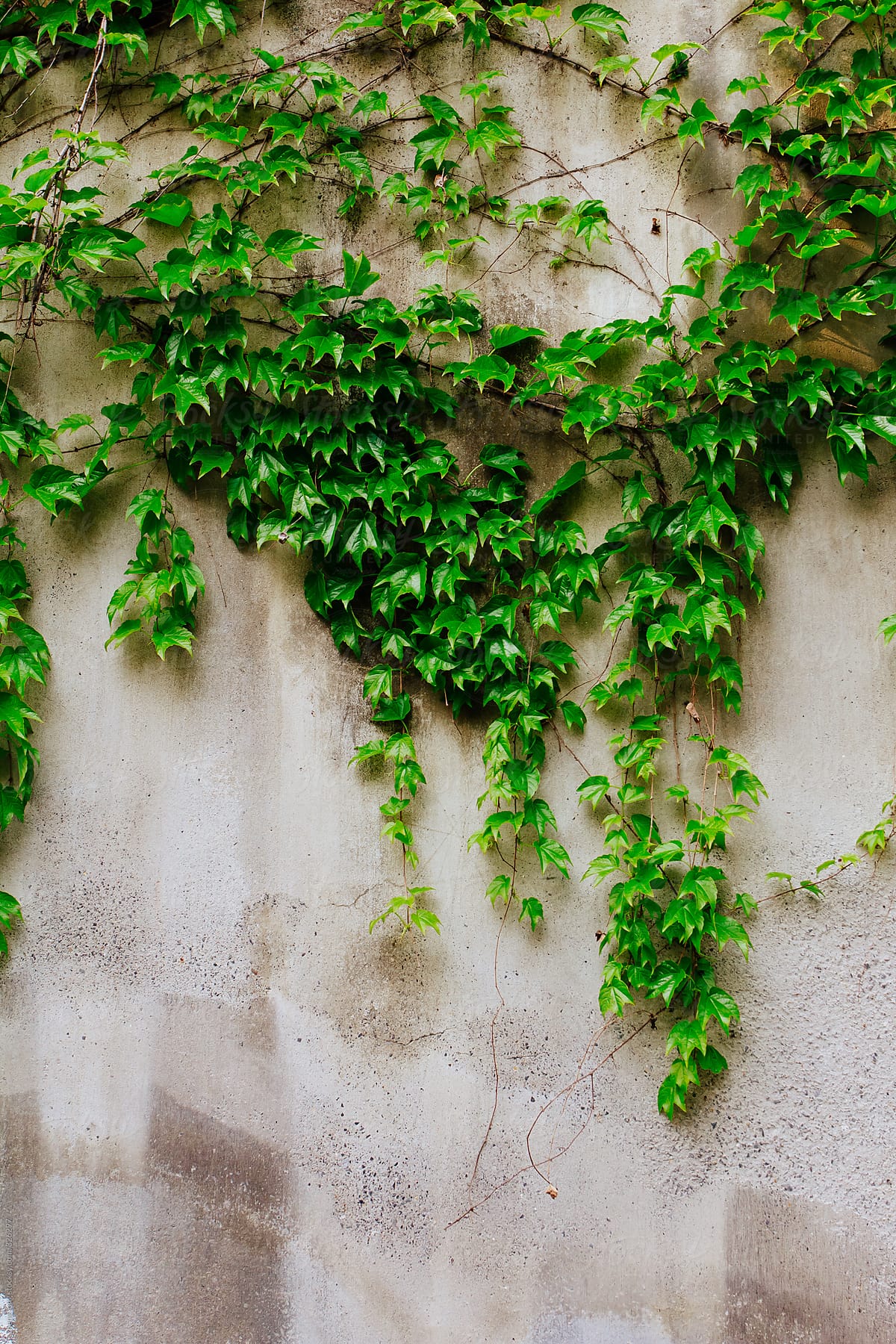 Boston ivy on the wall