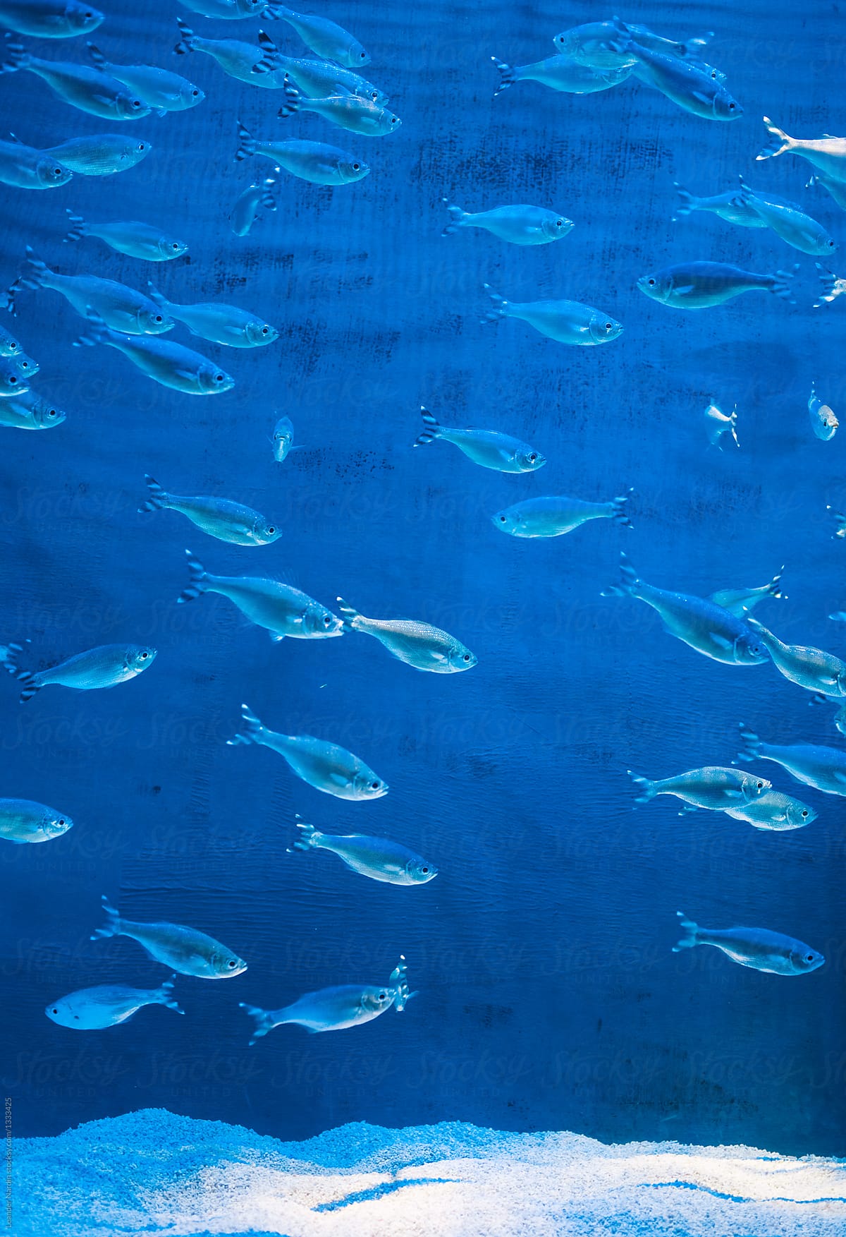 swarm fishes on a blue background in a huge aquarium