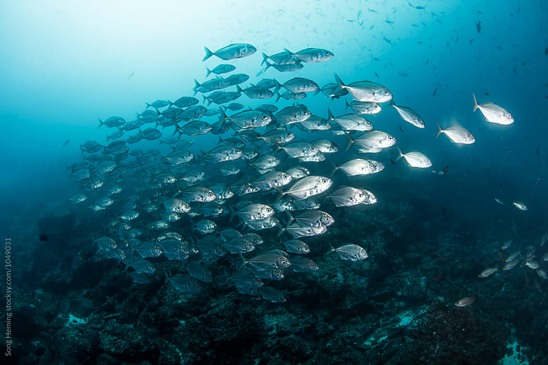 A school of Jack fishes on the move
